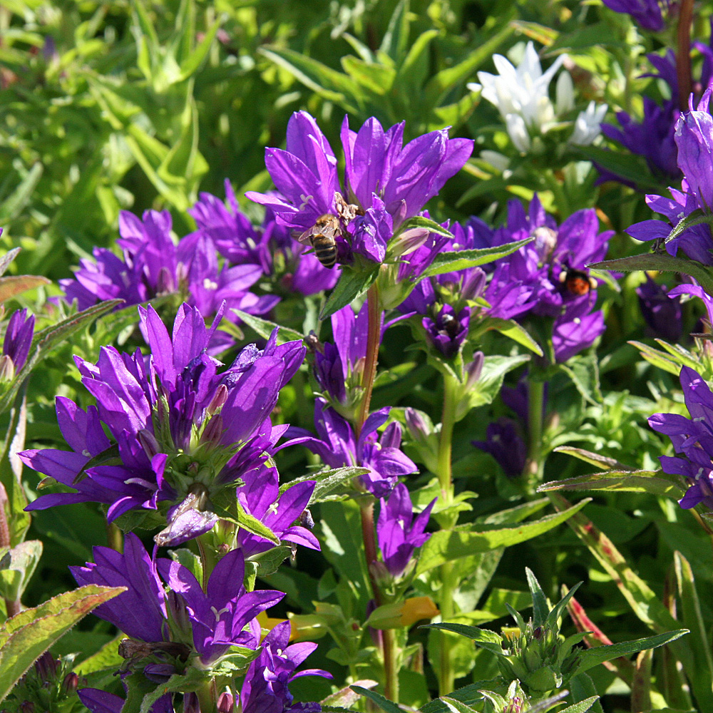 Knäulglockenblume Acaulis, Glockenblume