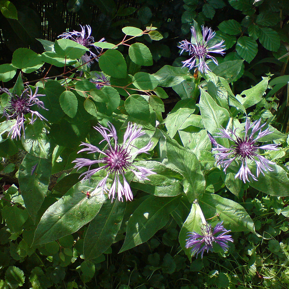 Flockenblume, Wildblume, Blütenstaude