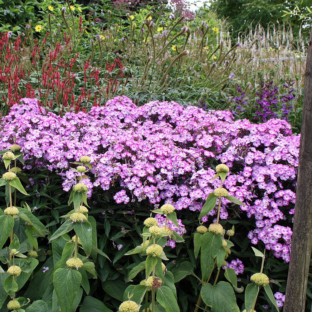 Phlox, Blütenpflanze, Beet