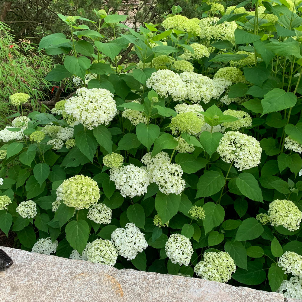 Ballhortensie Annabelle, Hydrangea, Schattenpflanze