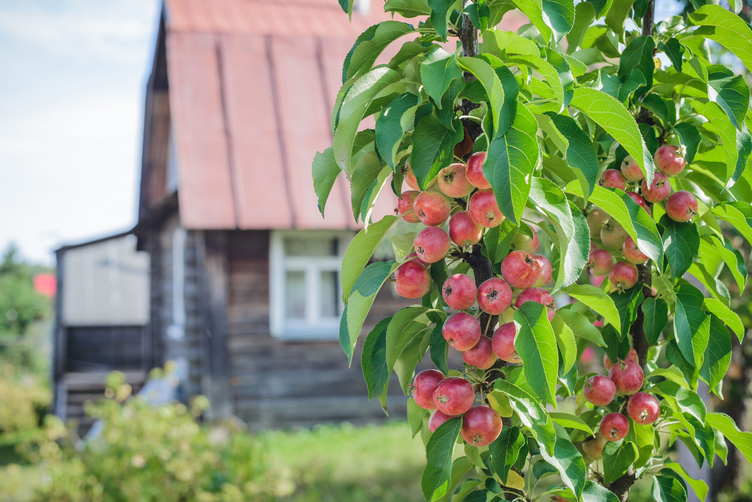 Obstgarten