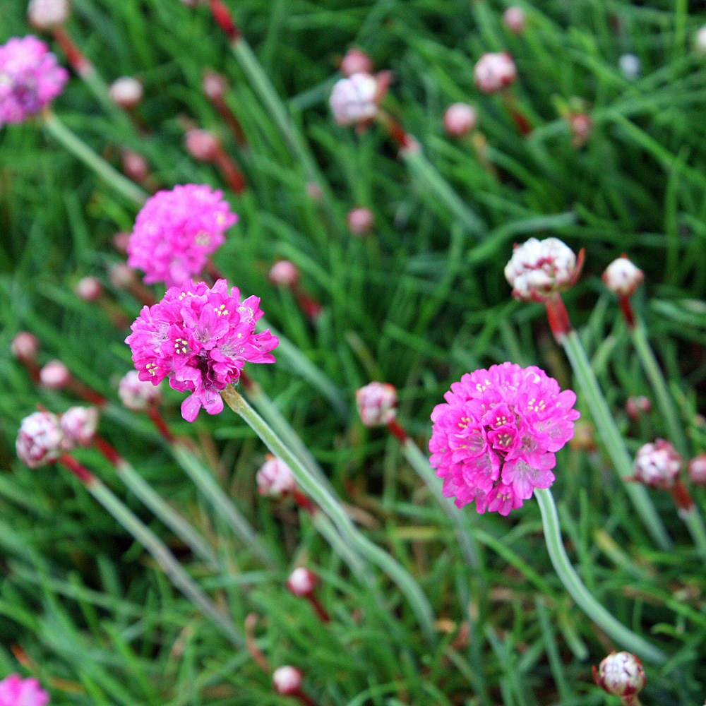 Grasnelke, Nelke, Grasähnliches Blatt, Steingarten