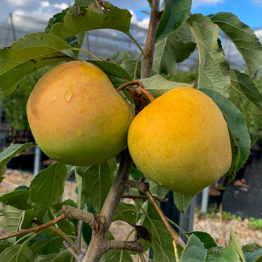 Apfel 'Goldrenette von Blenheim'