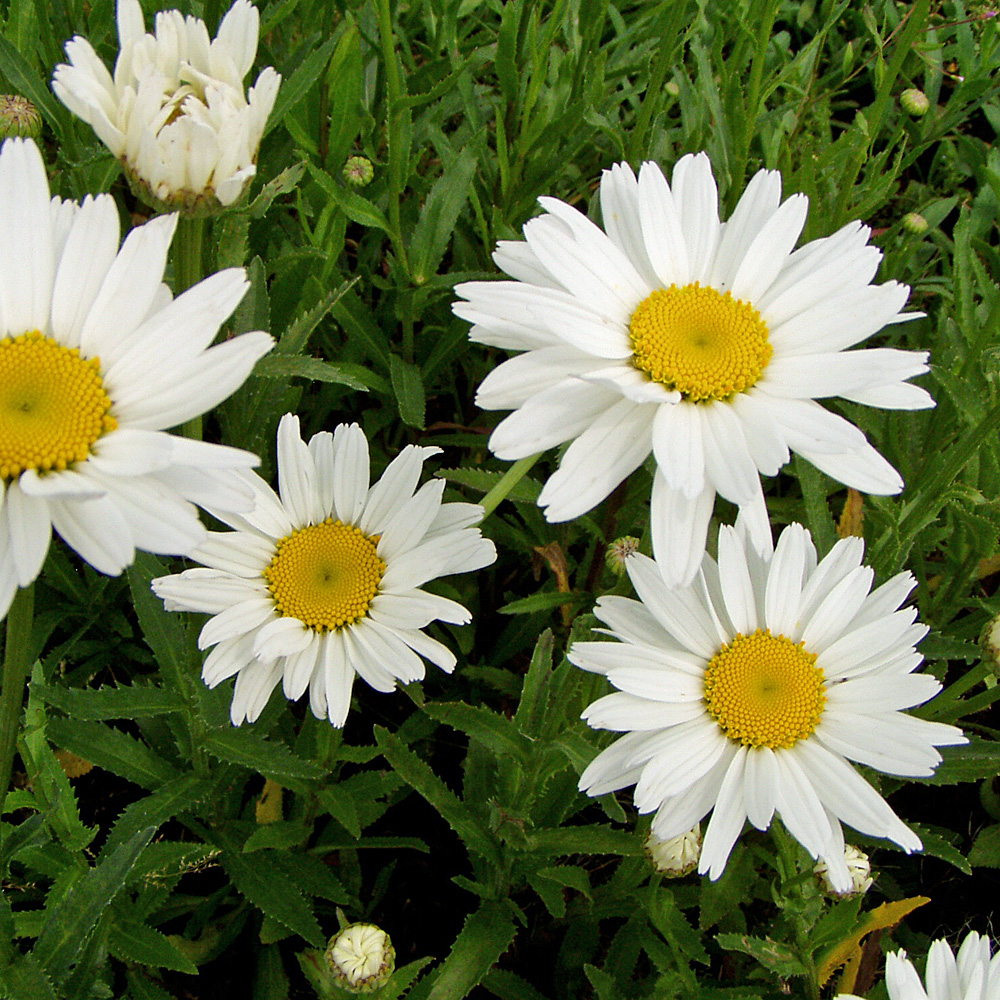 Kokardenblume Bremen, Beetstaude, Blütenpflanze