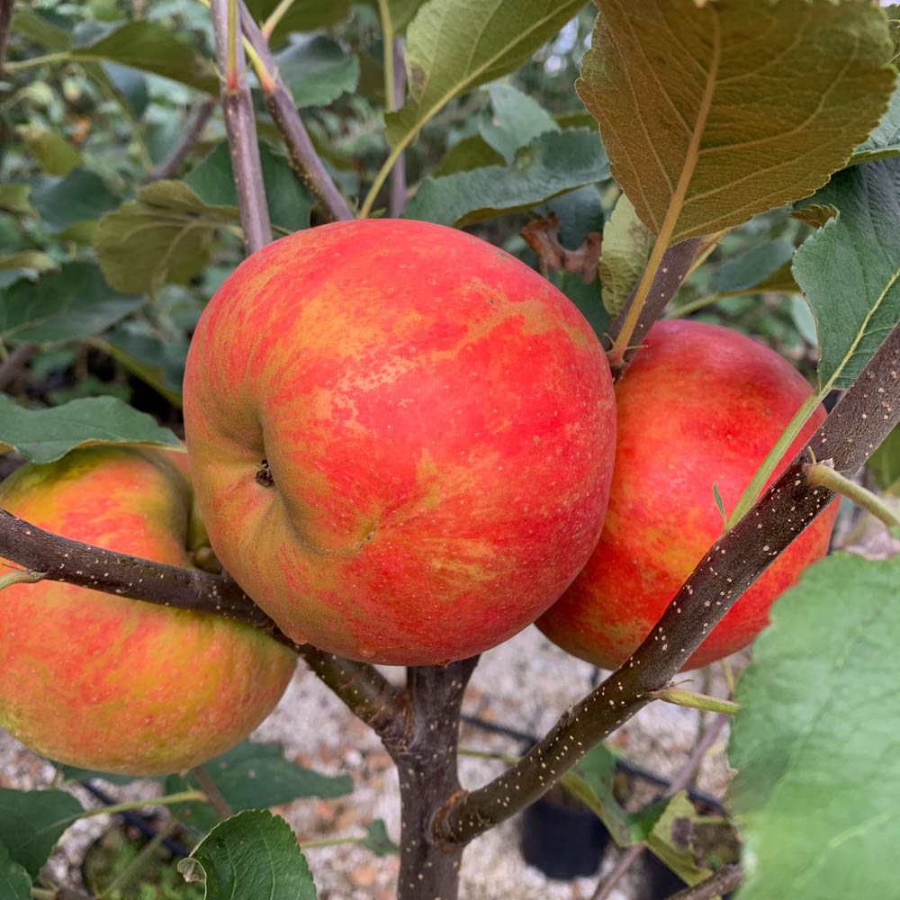 Apfel 'Elstar' ®