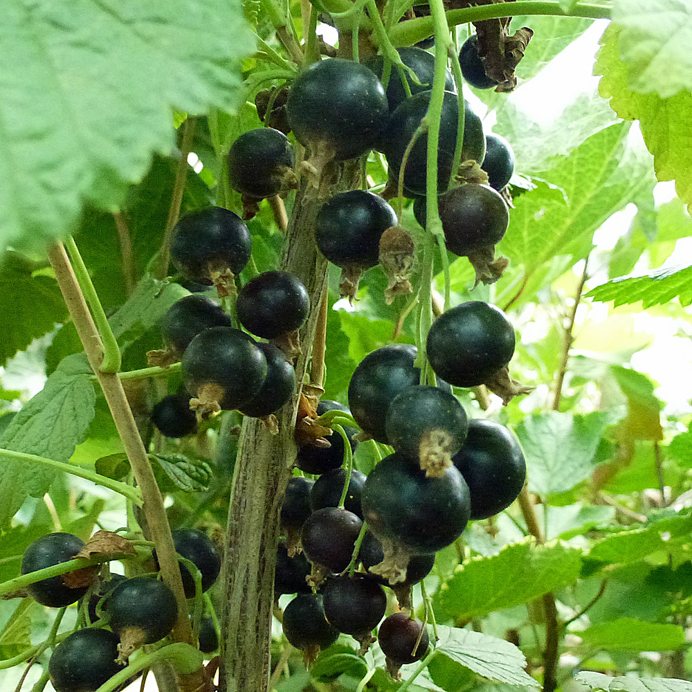 Schwarze Johannisbeere 'Titania'