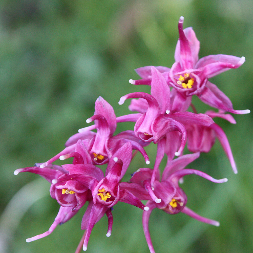Elfenblume 'Lilafee'