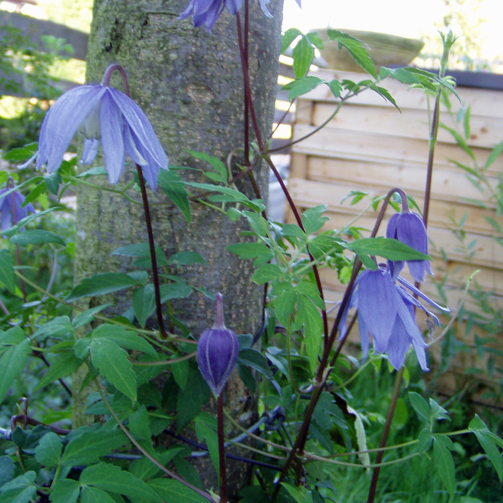 Clematis alpina