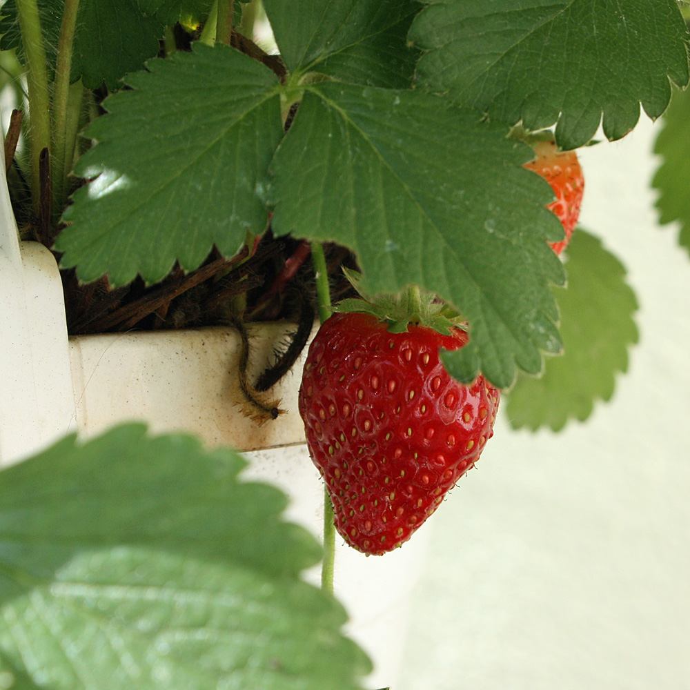 Erdbeere 'Pink F1'