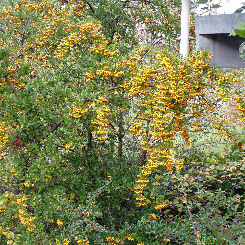 Feuerdorn Soleil d Or, Fruchtschmuck, Vogelnährgehölz