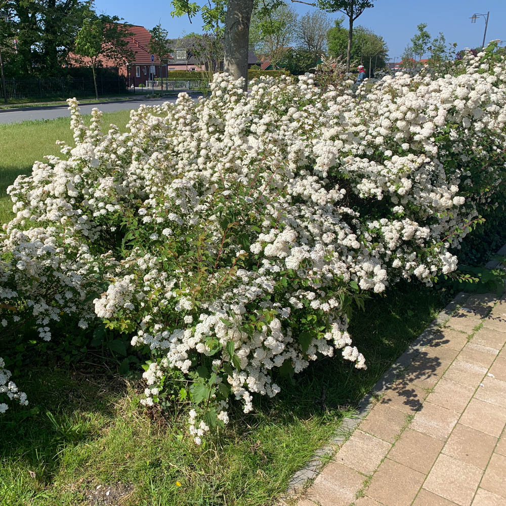 Prachtspiere, Frühling