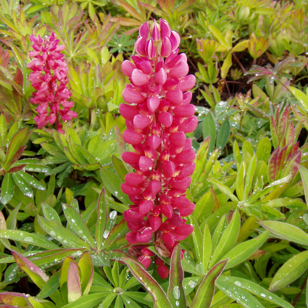Lupine Edelknabe, Lupinus, Sommerblüher