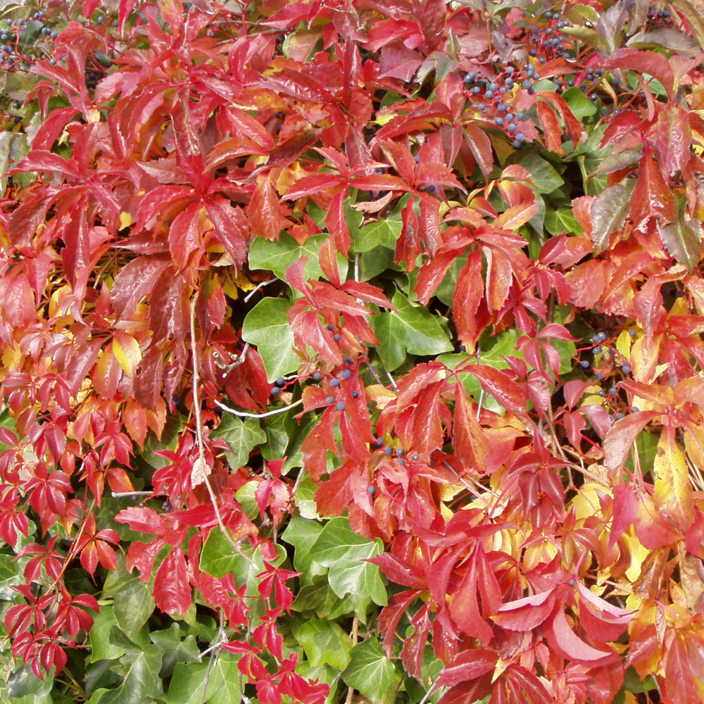 Wilder Wein 'Engelmannii'