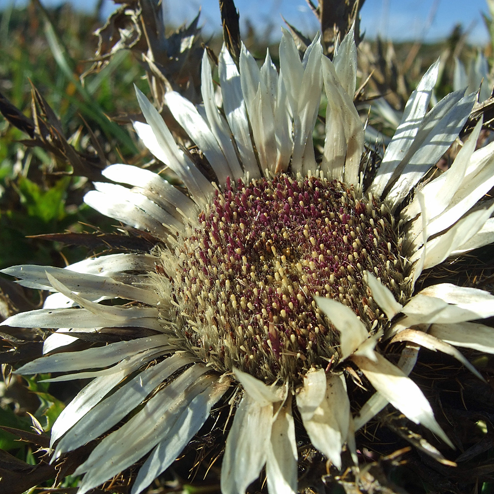 Silberdistel, Disterl, Steingarten, Alpenpflanze
