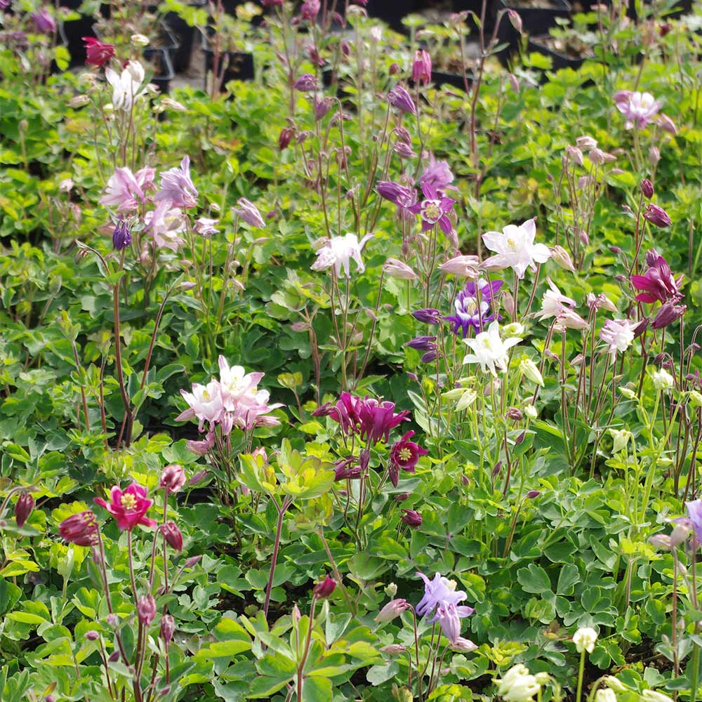 Akelei 'Biedermeier'