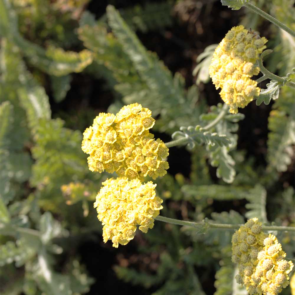 Schafgarbe 'Moonshine'
