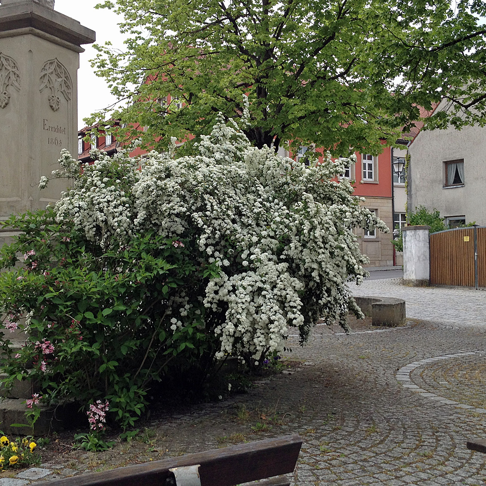 Prachtspiere, Frühling