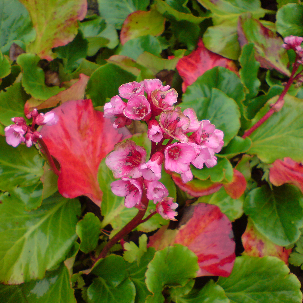 Bergenie Herbstblüte, immergrün