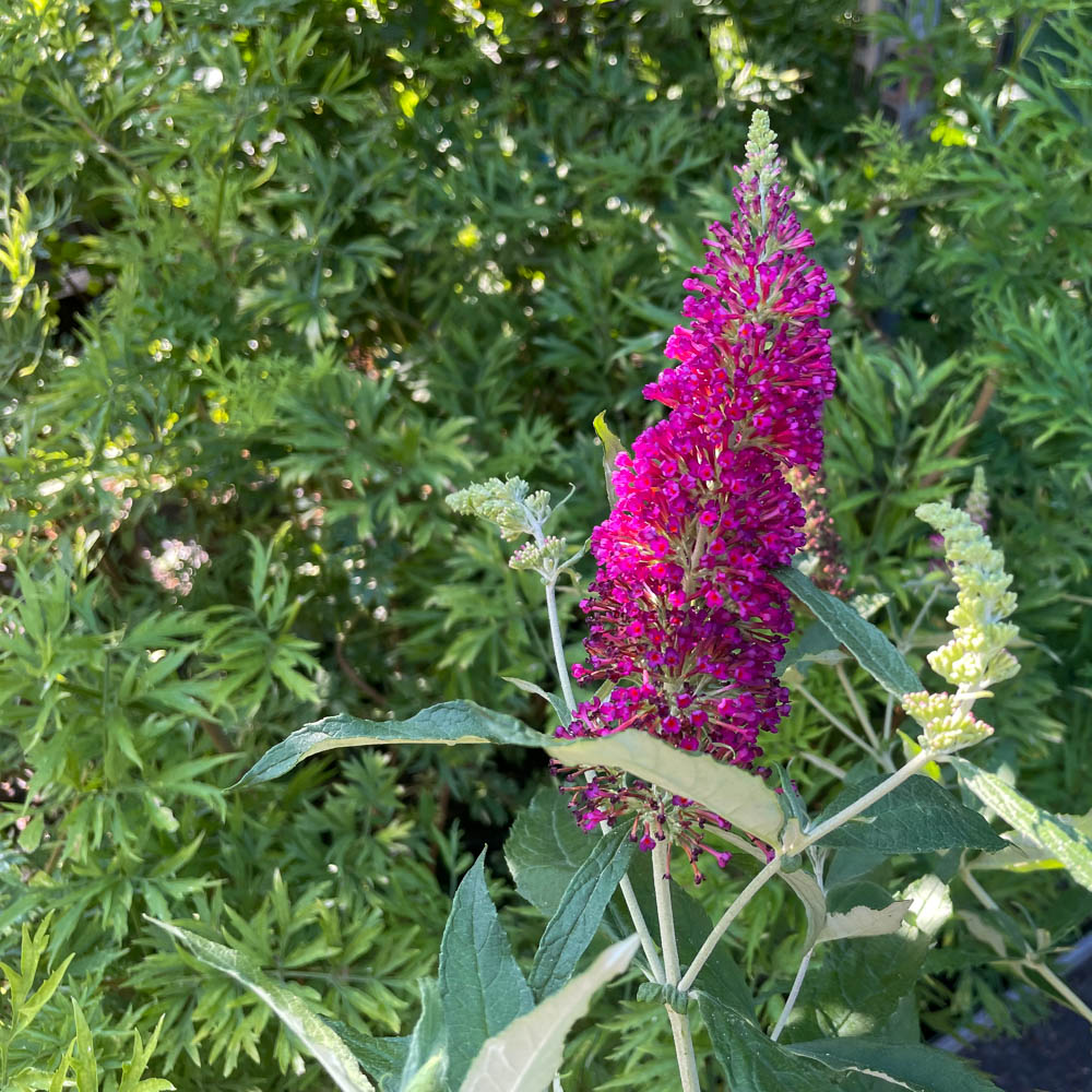Zwerg Sommerflieder Buzz® 'Wine'