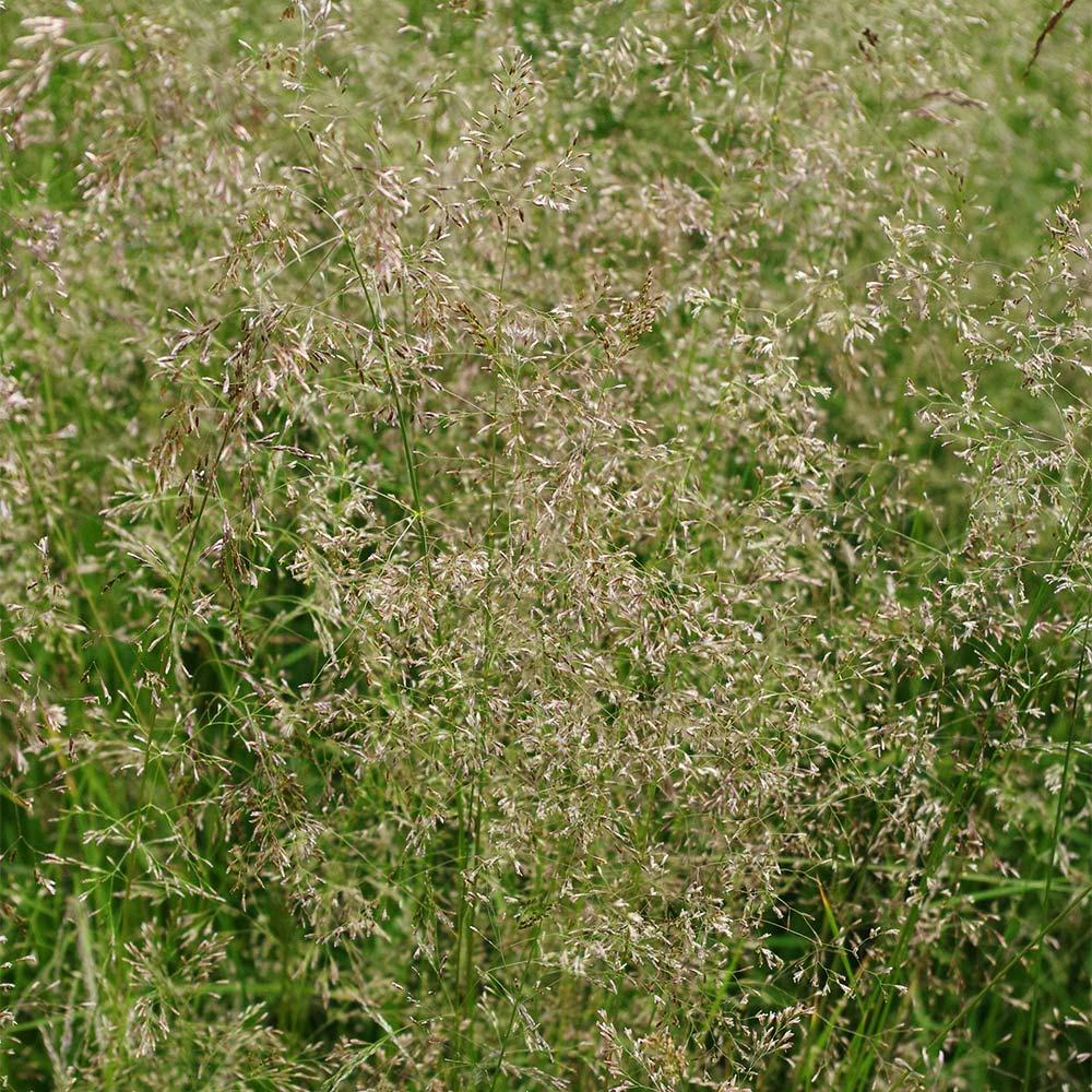 Wald-Schmiele 'Goldtau'