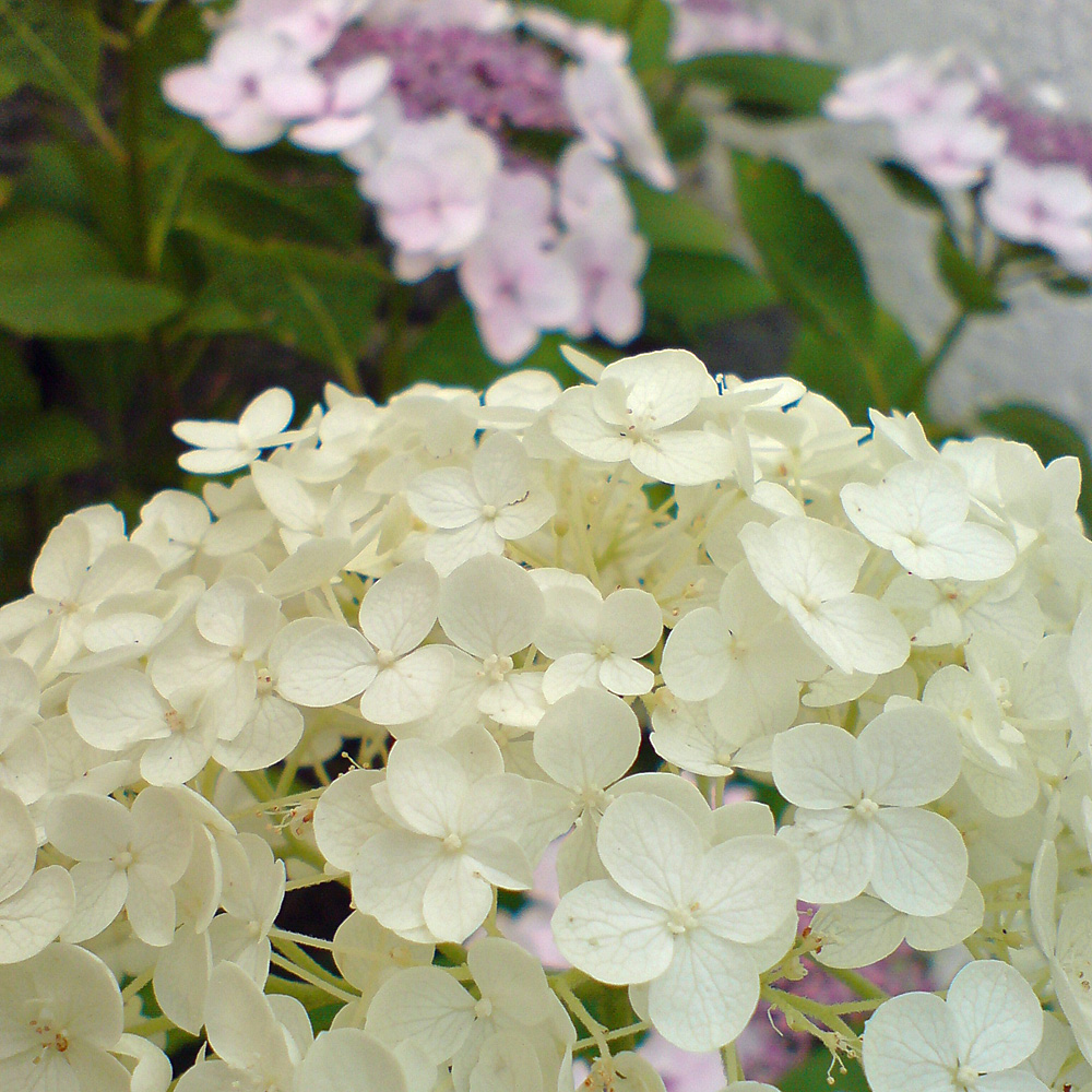 Ballhortensie Annabelle, Hydrangea, Schattenpflanze