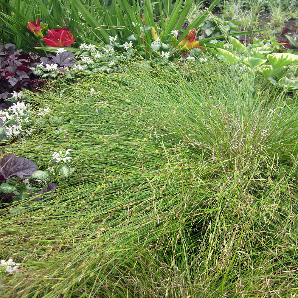 Winkelsegge, Carex remota, Ziergras