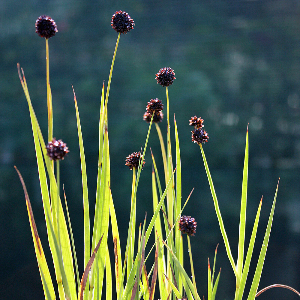 Zwerg Binse, Juncus, Teichpflanze, Uferbepflanzung