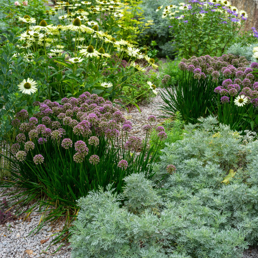 Sommer-Zierlauch 'Summer Beauty'