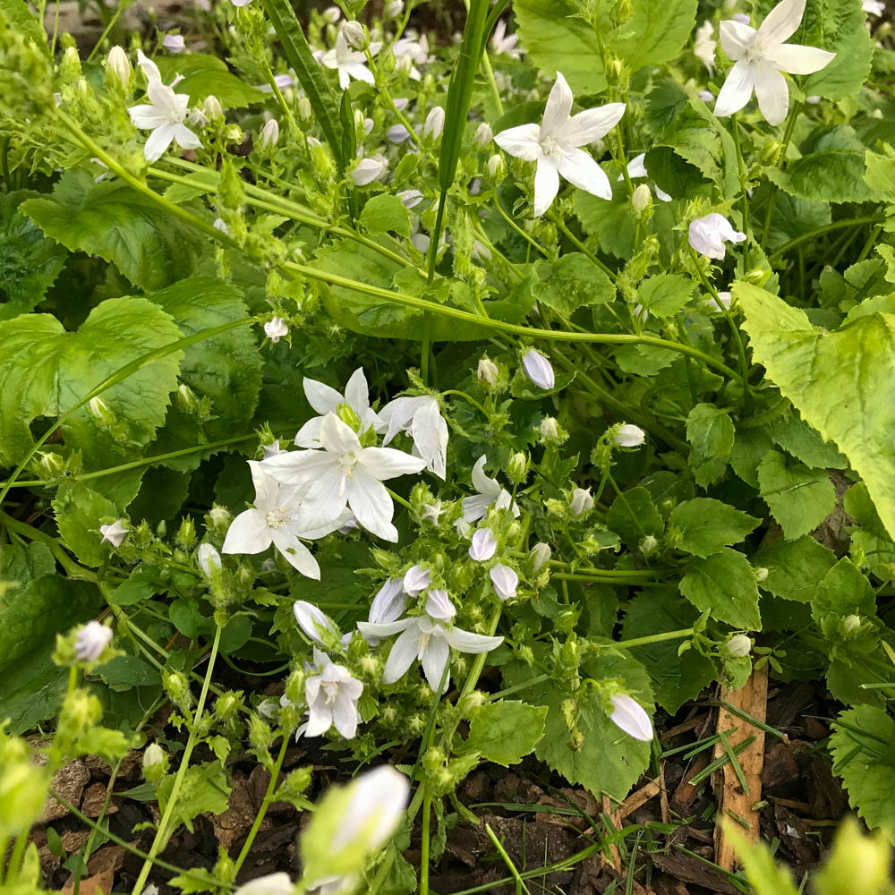 Hängeglockenblume 'Silberregen'