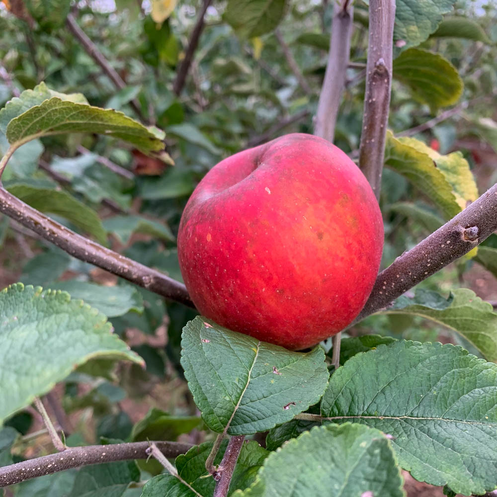 Apfel 'Roter Berlepsch'