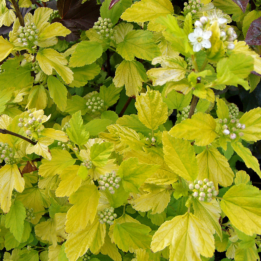Blasenspiere Darts Gold, Fasanenspiere, Buntlaubig, Blattschmuck
