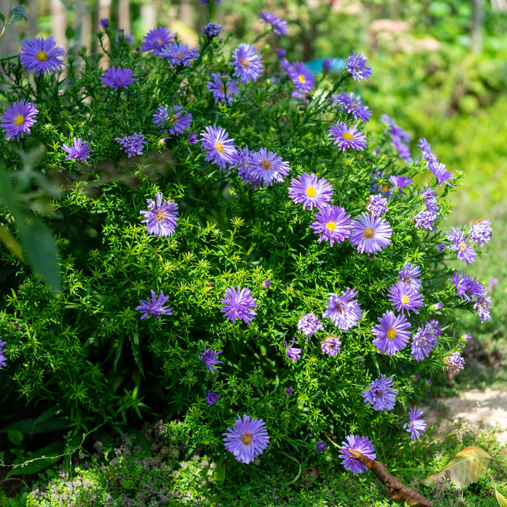 Kissenaster 'Azurro'