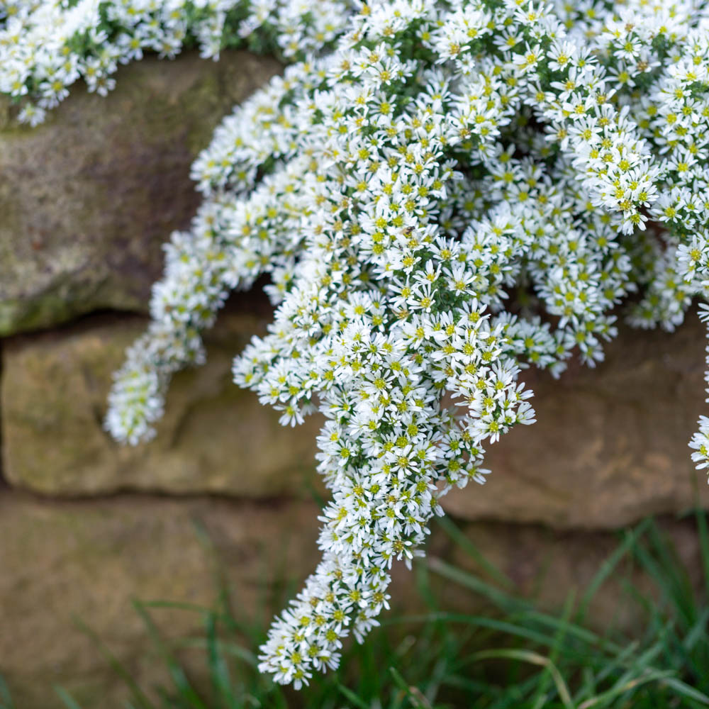 Aster Snow Flurry, Herbstblüher, Blütenmeer