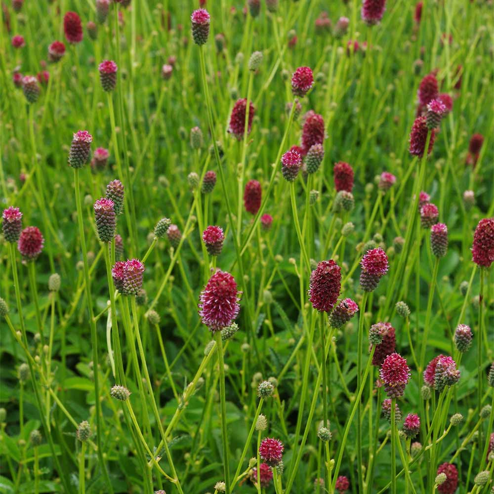 Wiesenknopf 'Tanna'