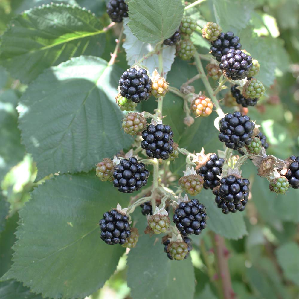 Brombeere 'Theodor Reimers'