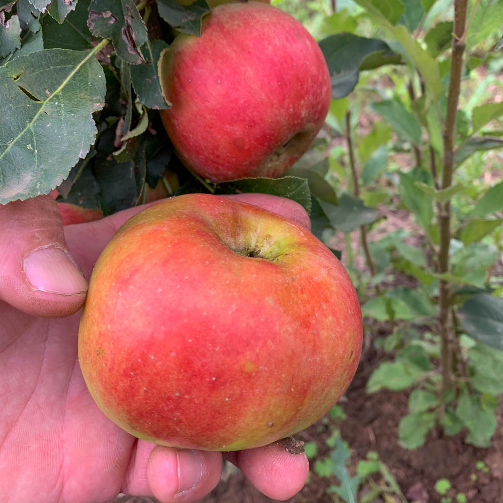 Säulenapfel 'Rhapsodie' ®