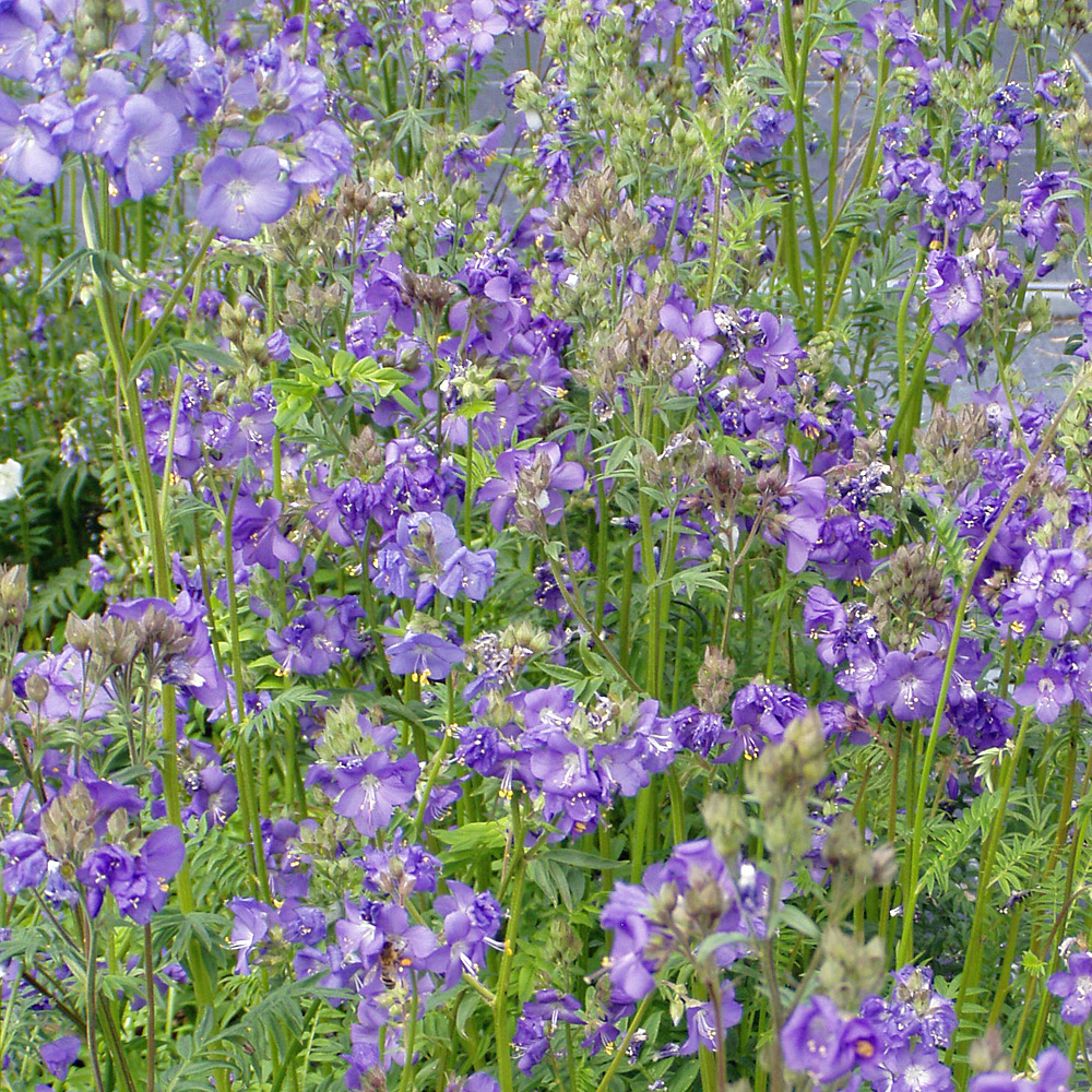 Staudenmischung für Bienen