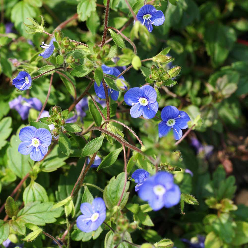 Polster Ehrenpreis 'Georgia Blue'