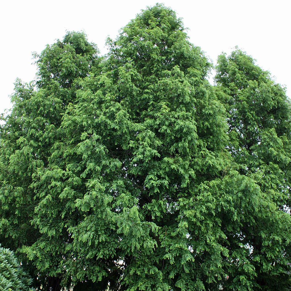 Rotholz, Urwelt Mammutbaum, Metasequoia, Nadelgehölz