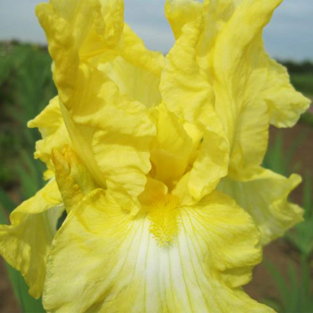 Hohe Bartiris 'Buttered Popcorn'
