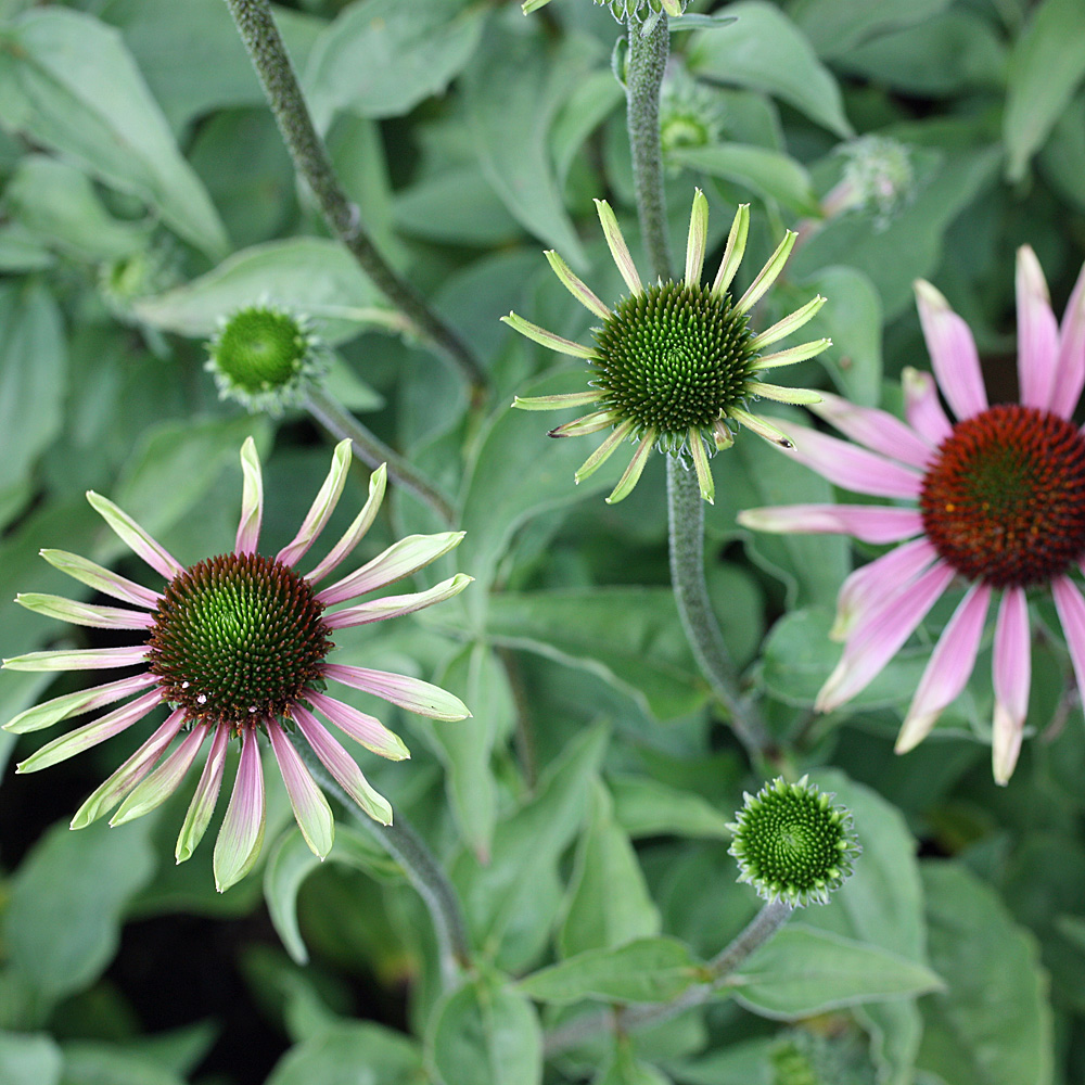 Sonnenhut 'Green Envy'®