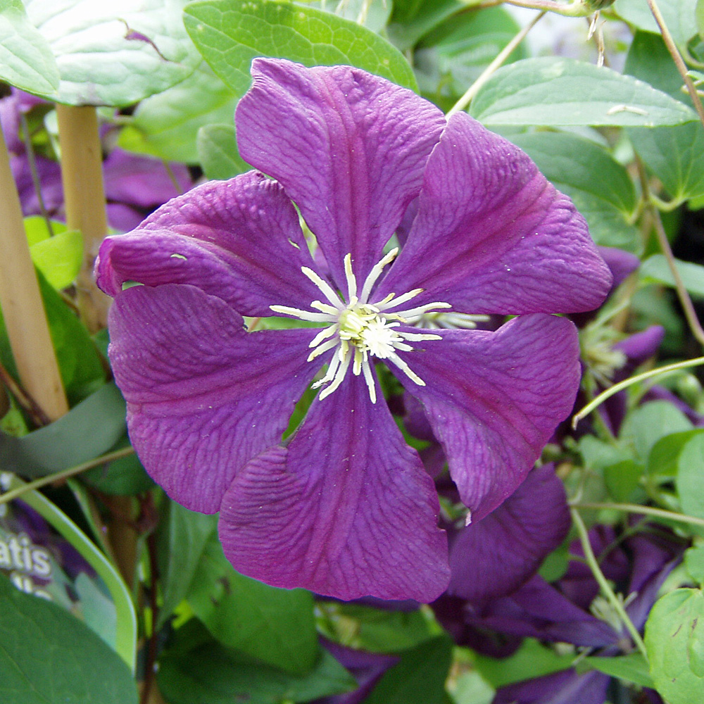 Clematis viticella Etoile Violette