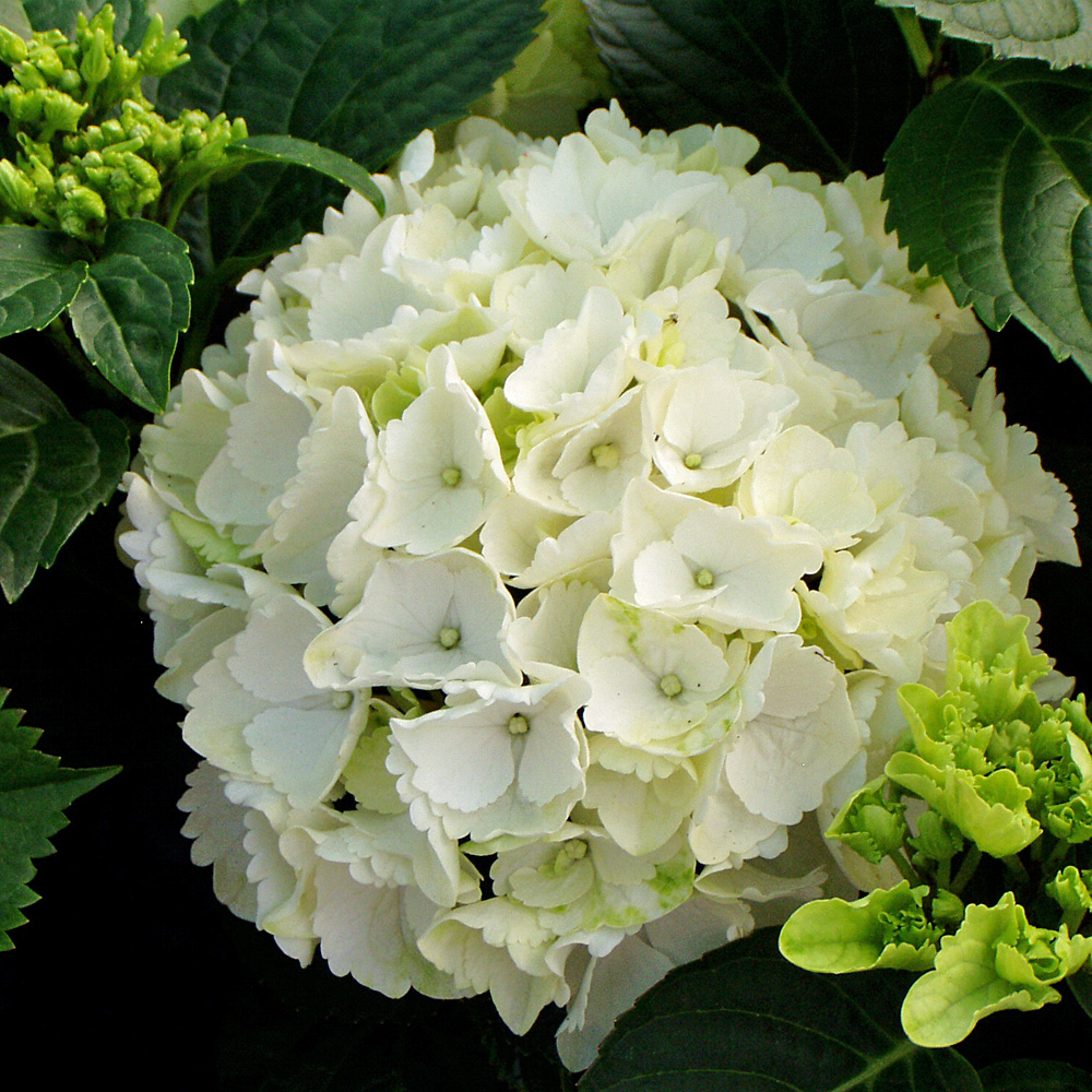Bauernhortensie Schneeball, Hortensie, Hyrangea, Blütengehölz
