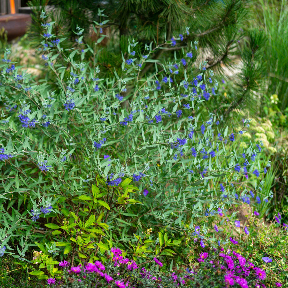 Bartblume Heavenly Blue, Bienenweide, Ziergehölz
