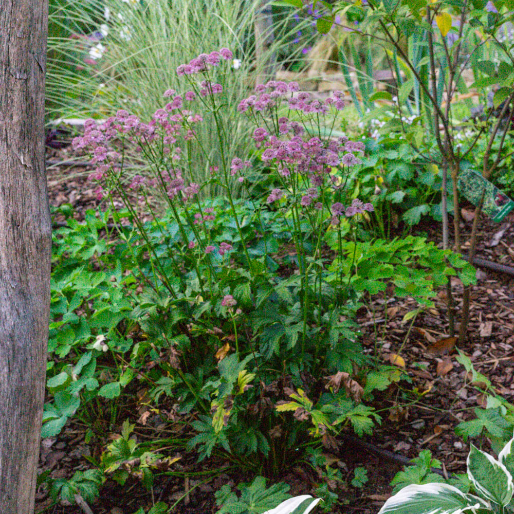 Sterndolde 'Primadonna'