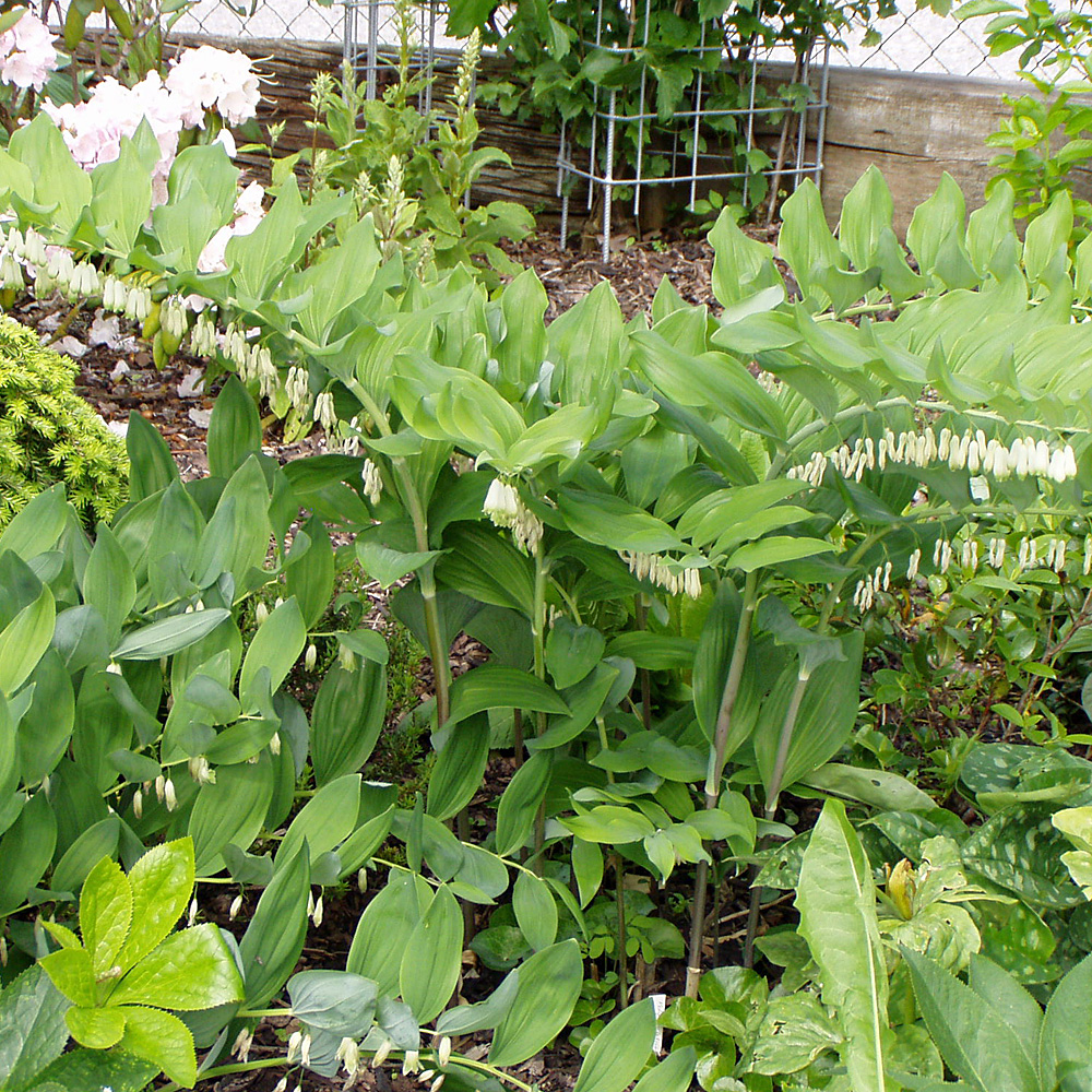 Salomonsiegel, Polygonatum, Blütenpflanze
