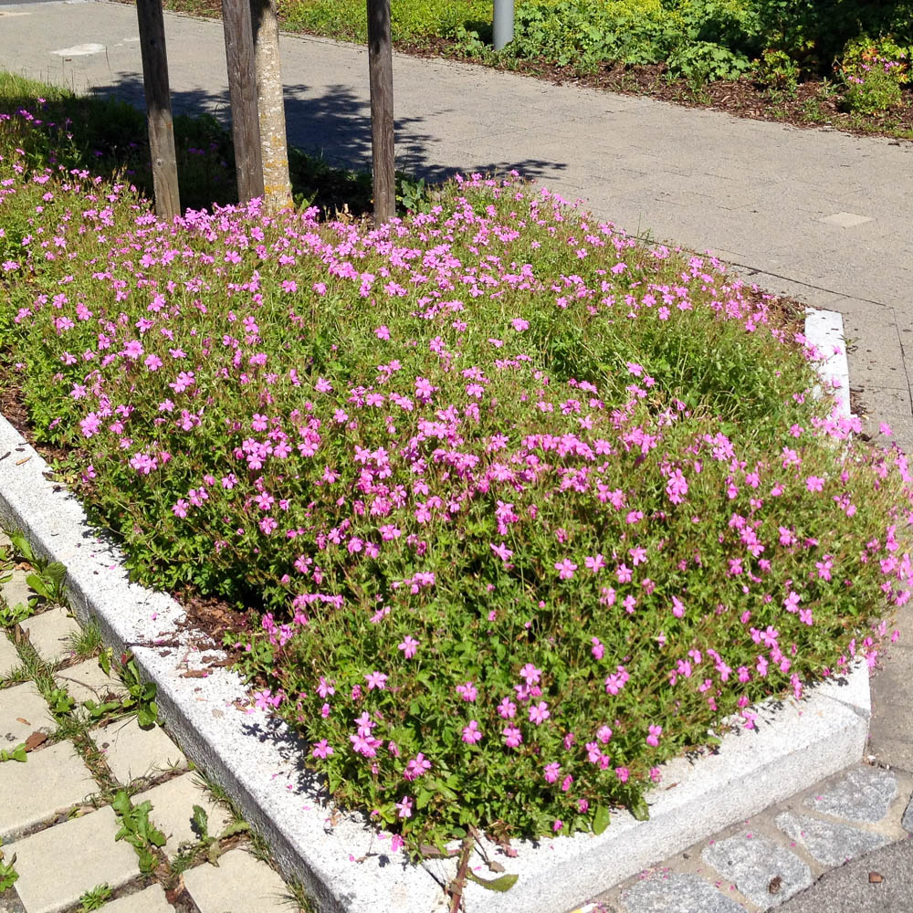 Pyrenäen Storchschnabel