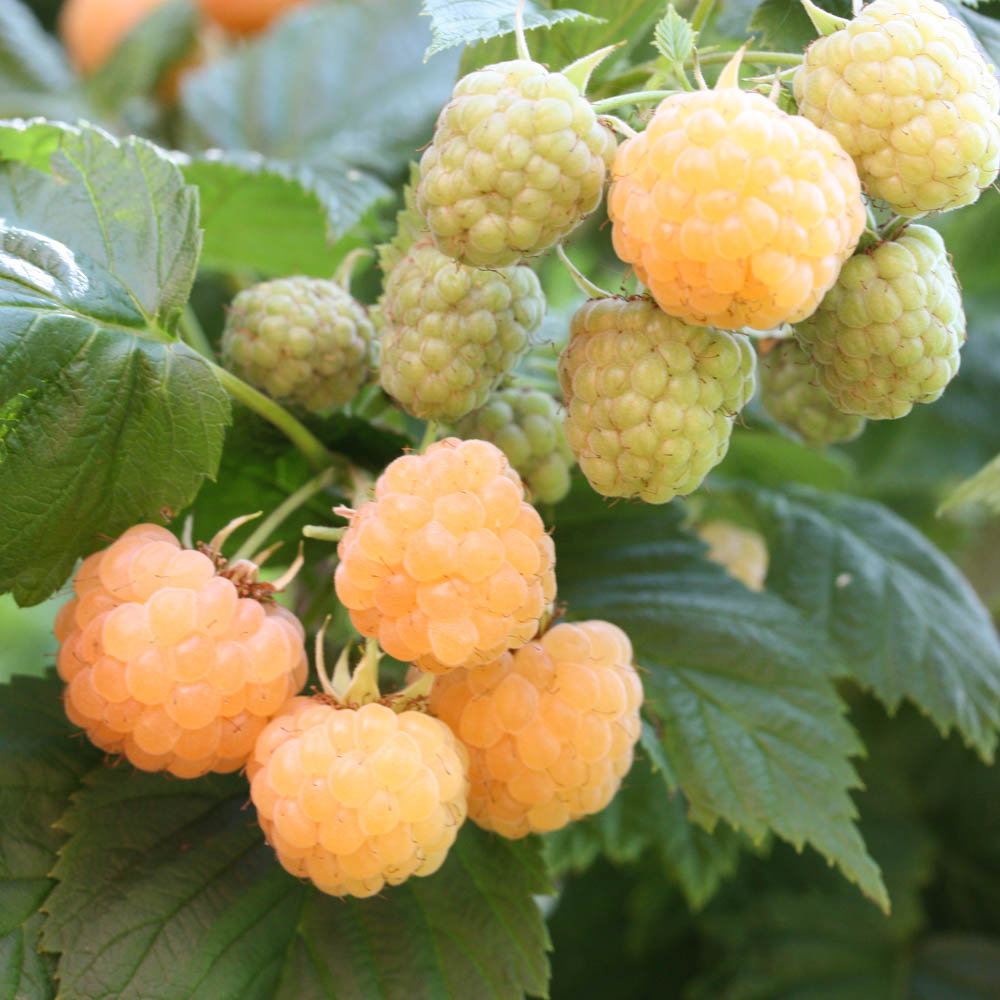 Himbeere 'Twotimer ® Gelbe Sugana ®'