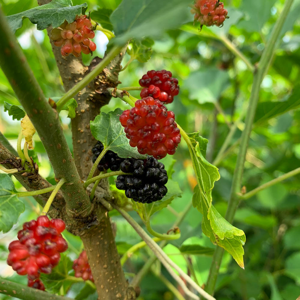 Schwarze  Zwerg-Maulbeere `Mojo Berry`