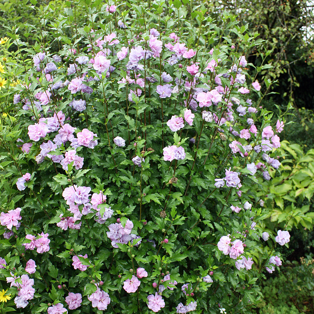 Hibiskus Ardens, Garteneibisch, Blütenstrauch